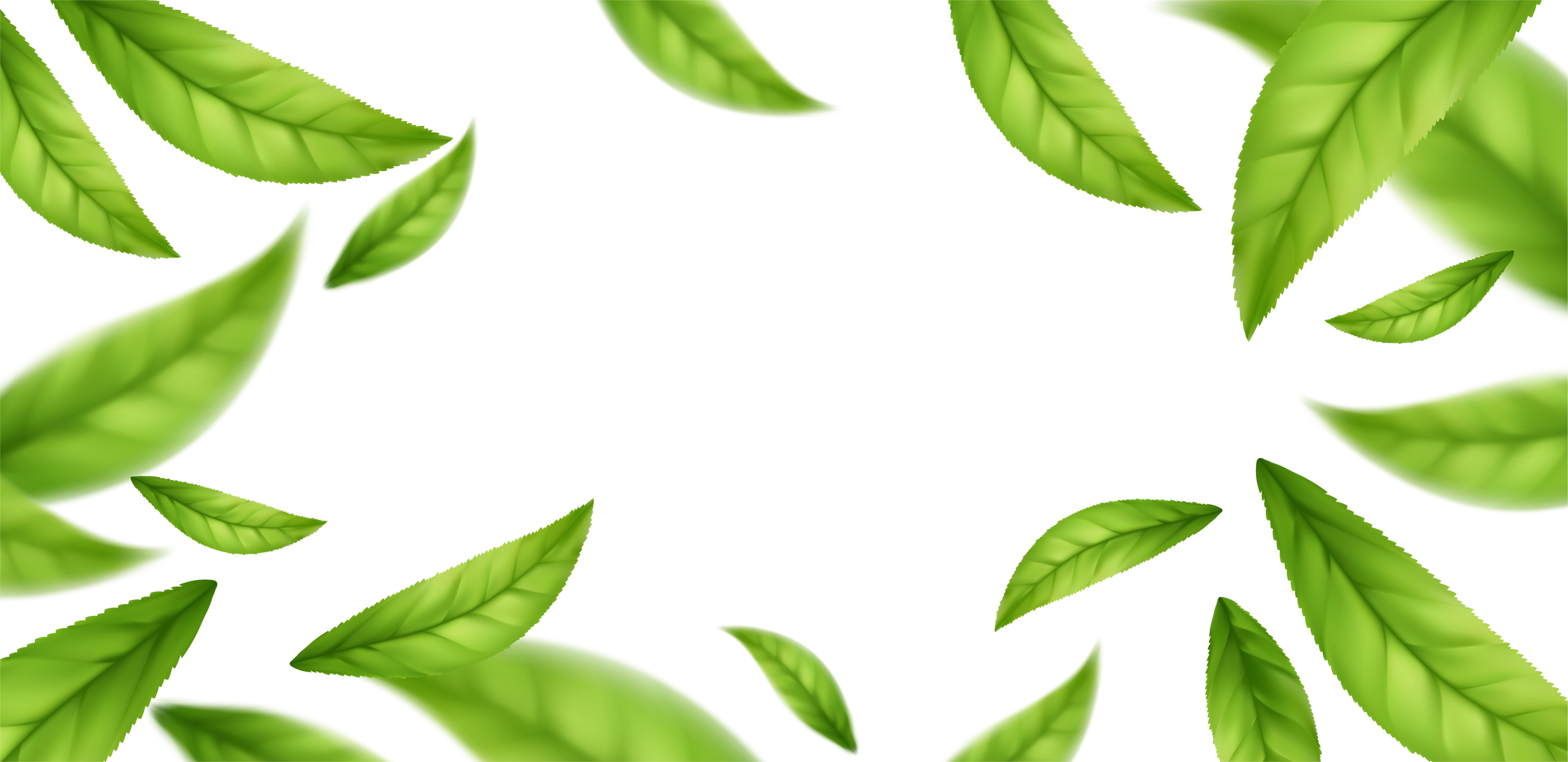 Green Leaves Illustration