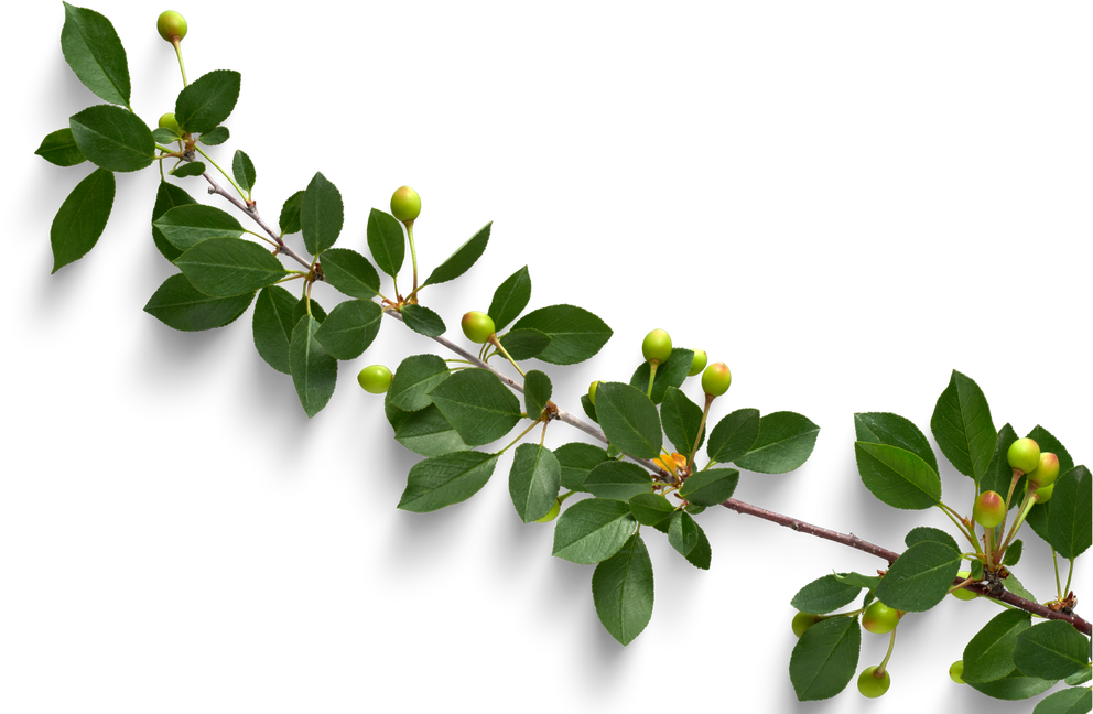 Isolated Cutout PNG