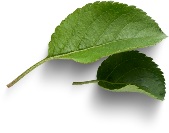 Apple leaves