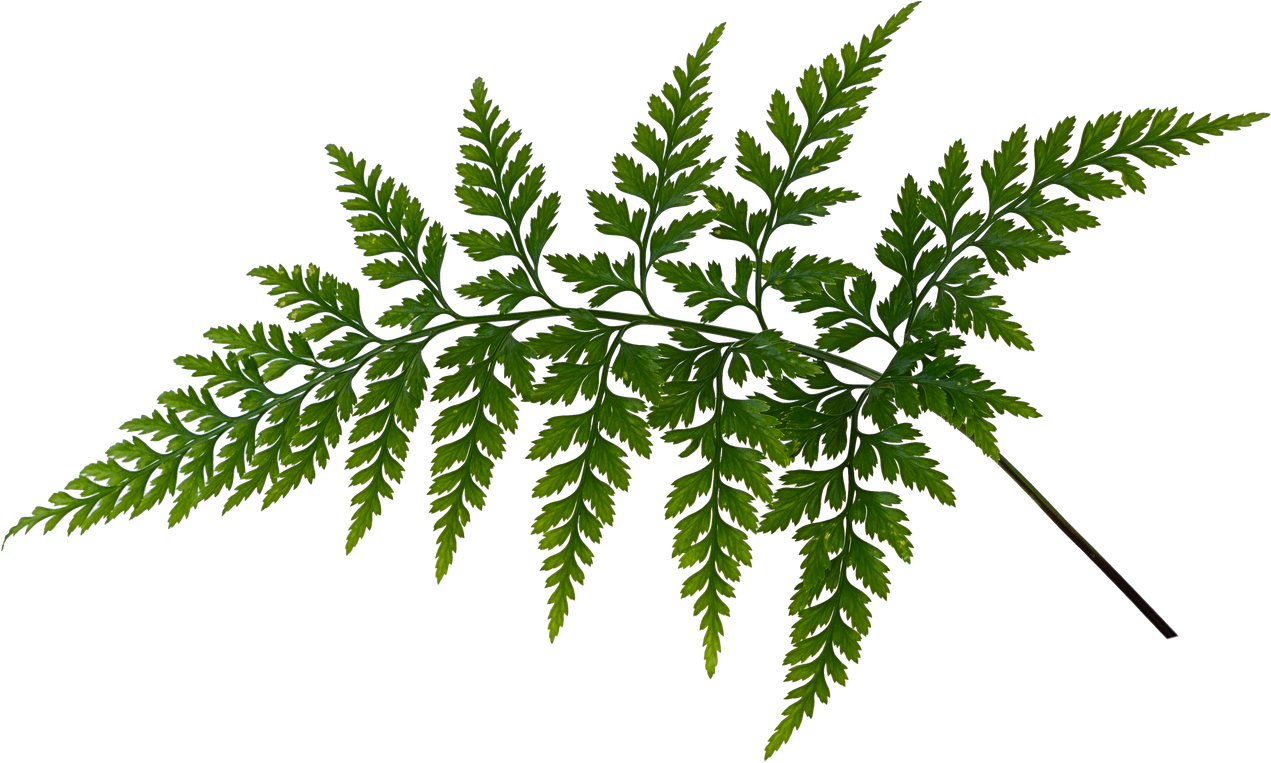 Green Fern