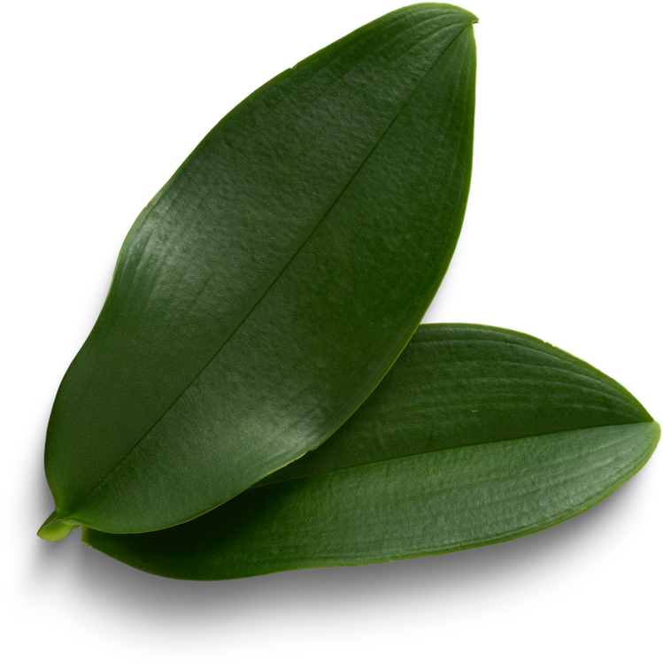 Vanilla leaves
