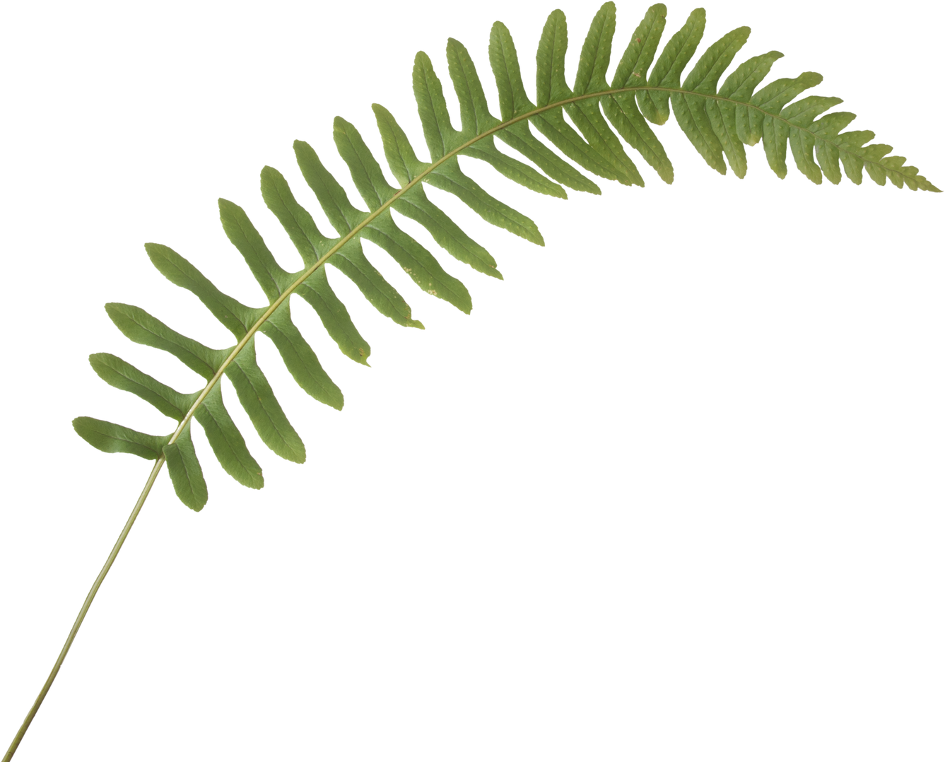Green Fern